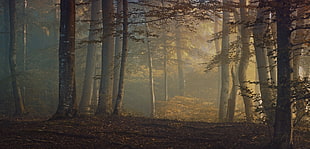 foggy forest