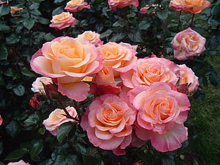 pink roses during daytime