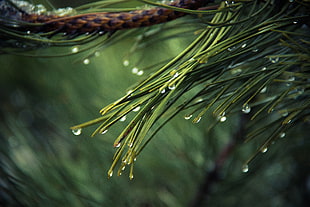 nature, raindrops, drops of water, pine