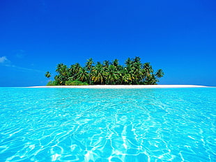 coconut trees, nature, sea, island