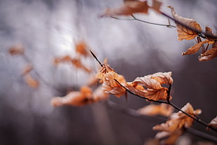 shallow focus photography of dries leaves on twig