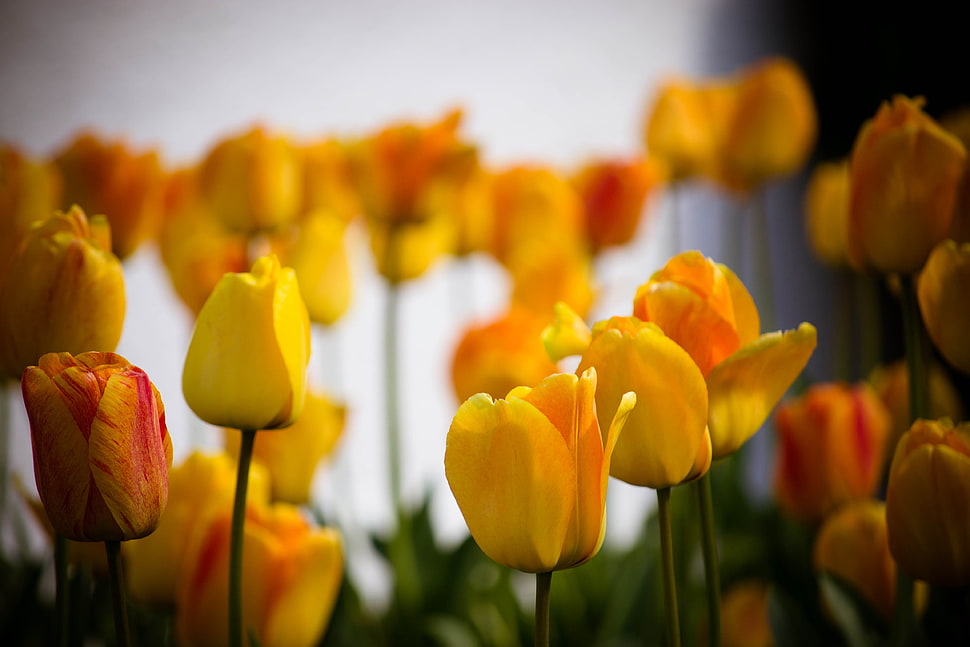 selective focus photography of yellow Tulip flower HD wallpaper