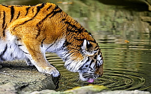 brown tiger, nature, animals, tiger, water HD wallpaper