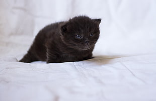black kitten on white fabric