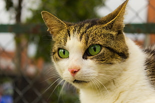closeup photography of white and brown cat