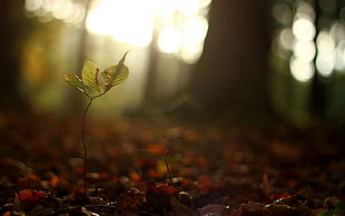 green sprout, forest, plants HD wallpaper