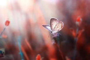 Silver Skimmer butterfly perched of flower HD wallpaper