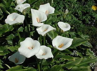 white peace lily flower HD wallpaper
