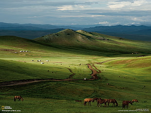 herd of brown horse, landscape, nature