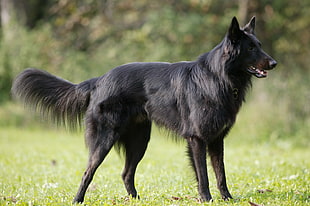 black and tan double-coat shepherd dog