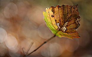 close-up boke photography leaf plant