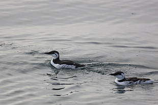 two white-and-black ducks during daytime, common murres