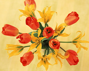 close up photography of yellow and red petaled flowers