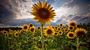 field of Sunflower during daytime