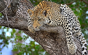 cheetah on tree HD wallpaper