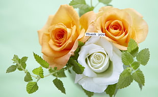 shallow focus photography two yellow and one white roses HD wallpaper