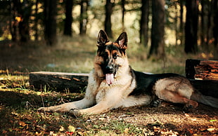 adult black and tan German shepherd, animals, dog, German Shepherd, tongues HD wallpaper