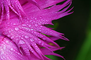 pink Dianthus flower in bloom with dew drops macro photo