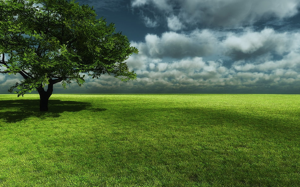 green tree with field HD wallpaper