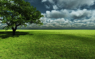 green tree with field