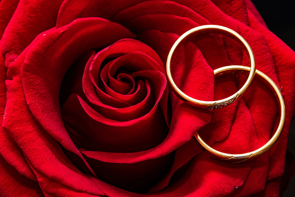 red rose with two gold-colored rings on top HD wallpaper