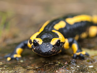 black and yellow reptile, fire salamander