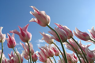 sky, flowers, spring, pink HD wallpaper