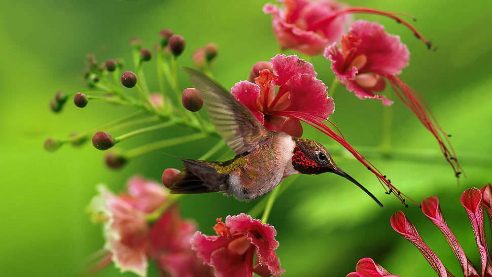 Lucifer Hummingbird HD wallpaper