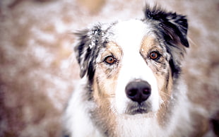 selective focus photography of white and tan dog