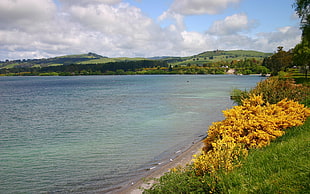 yellow petaled flowers beside body of water near green mountains under blue and white sky at daytime