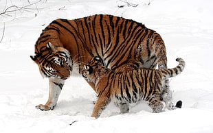 two tiger on snowland photo HD wallpaper