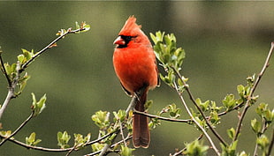 depth of field photography of cardinal bird perch on tree