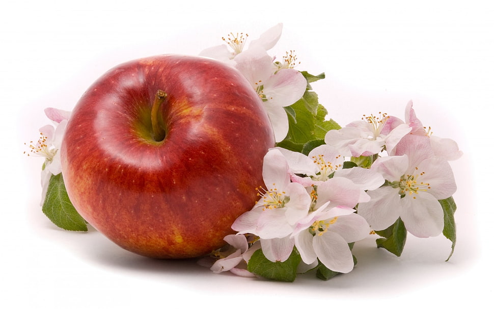 red apple and white flowers HD wallpaper