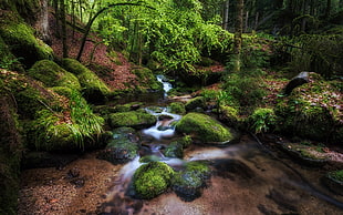 green and brown tree branch, Pascal Schirmer, water, moss, plants