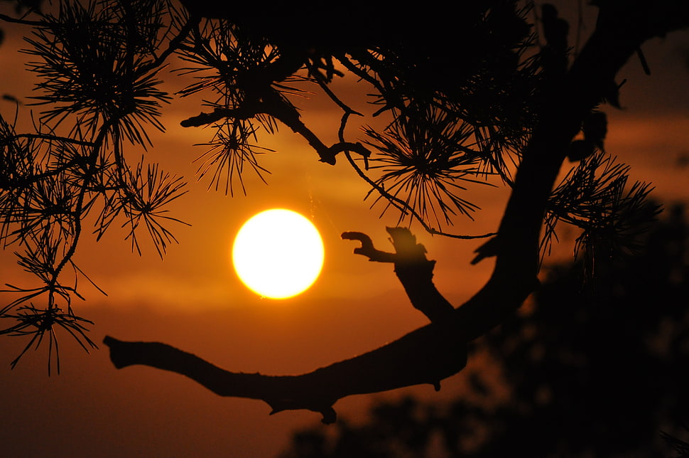 silhouette of trees during sunset HD wallpaper