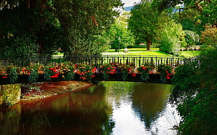 black bridge with flowers across body of water during daytime