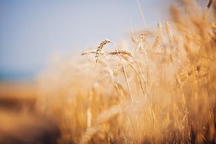 brown wheat, wheat, depth of field, nature