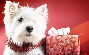 white long-coated beside gift wrapper