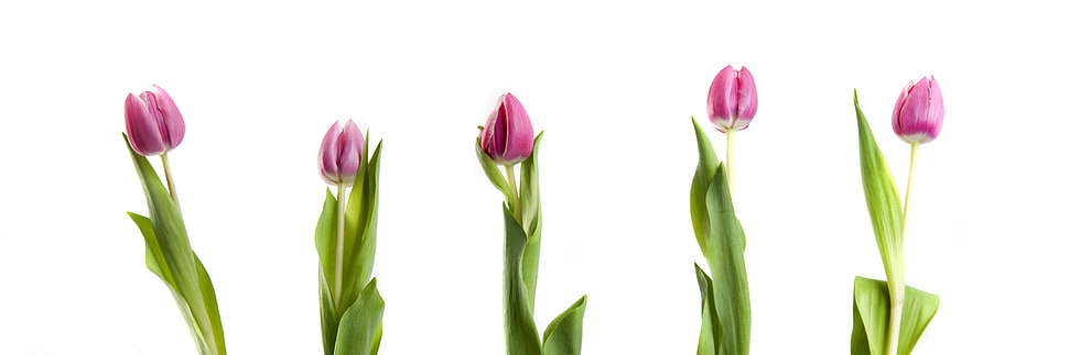 five pink Tulips against white background HD wallpaper