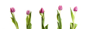 five pink Tulips against white background