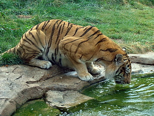 Tiger drinking in water pond during daytime HD wallpaper