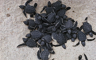 group of black tortoise on white sand