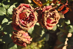 red withered rose flower at daytime