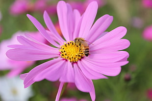 bee on pink and yellow flower HD wallpaper