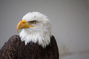 bald eagle, eagle HD wallpaper