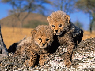 two brown leopard cubs, cheetah, baby animals, animals, Africa