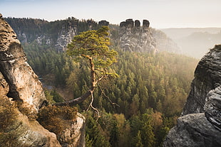 top view photo of green forest surrounded of brown and black mountains