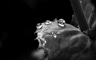 grayscale photo of droplets on leaf in close up photography
