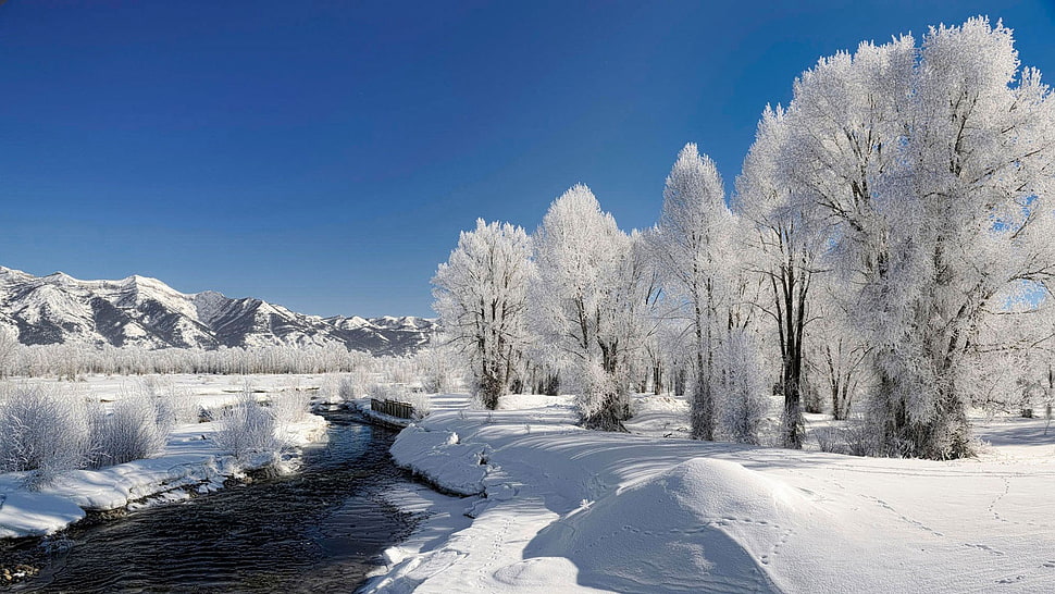 tree and road covered by snow HD wallpaper
