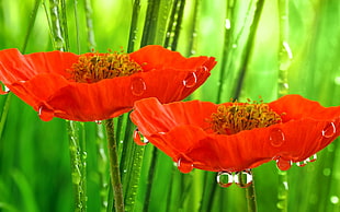two orange flowers, flowers, plants, water drops, red flowers